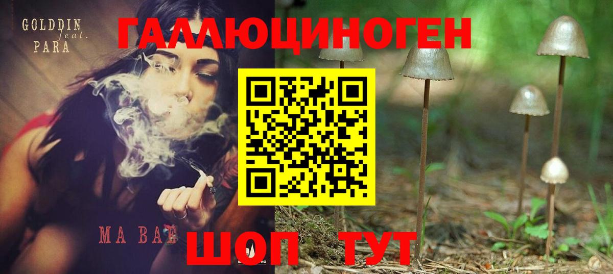 Галлюциногенные грибы Psilocybine cubensis Сокол